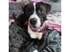 Adopt Beastie Boy aka Fonzie a Mastiff, Pit Bull Terrier
