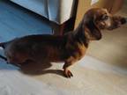 Adopt Herman a Dachshund