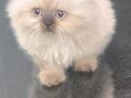 Teddy Bear Dollface Persian Kitten