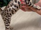 Benga Kitten Female 6 Months