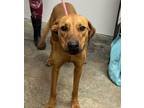 Adopt Pumpkin a Mixed Breed