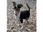 Adopt Rocksy a Jack Russell Terrier