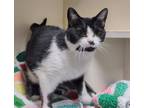 Adopt Red Velvet a Domestic Short Hair