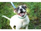 Adopt Lucille a Terrier, Mixed Breed