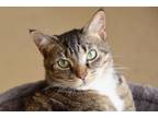 Adopt Hermione a Domestic Short Hair