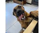 Adopt Marie a Anatolian Shepherd