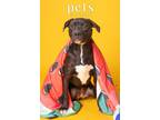 Adopt D pup- Autumn a Mixed Breed, Labrador Retriever