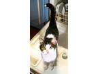 Adopt Cricket a Domestic Short Hair, Tabby