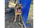 Adopt Truly a Hound, Mixed Breed