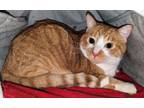 Adopt Jake a Domestic Medium Hair
