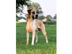 Adopt Charleigh a Mastiff
