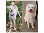 Adopt Tucker a Terrier