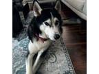 Adopt Nieve a Siberian Husky