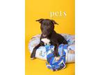Adopt D pup- Jamie a Mixed Breed, Labrador Retriever
