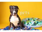 Adopt D pup- Brook a Mixed Breed, Labrador Retriever
