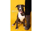 Adopt D pup- Noah a Mixed Breed, Labrador Retriever
