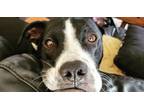 Adopt Max a Pointer, Labrador Retriever