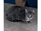 Adopt Jua a Domestic Short Hair