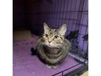Adopt Toast a Domestic Short Hair