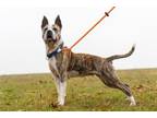 Adopt Cara a Pit Bull Terrier