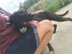 Adopt Meadow a Mixed Breed