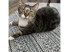 Adopt Mowgli - ET a Domestic Short Hair, American Shorthair