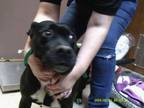 Adopt Nala a Mixed Breed