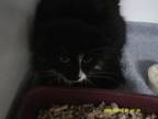 Adopt Poppi a Domestic Long Hair