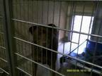 Adopt Coco a Mixed Breed