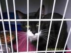 Adopt Sasha a Domestic Short Hair