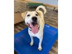 Adopt Luna a Labrador Retriever, Mixed Breed