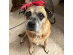 Adopt Cocoa a Pug, Australian Cattle Dog / Blue Heeler