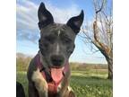 Adopt Piper a Pit Bull Terrier