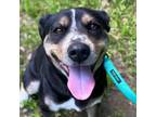Adopt Angel a Australian Kelpie, Mixed Breed