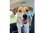 Adopt Nala a Labrador Retriever, Husky