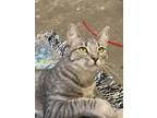 Adopt Drexel a Domestic Short Hair, Tabby