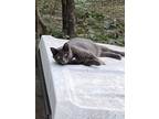 Adopt Anastasia a Domestic Short Hair, Russian Blue