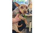 Adopt PISTACHIO a Yorkshire Terrier