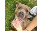 Adopt Harlem a Mixed Breed