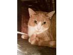 Adopt Artie a Domestic Short Hair