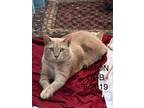 Adopt Simon a Domestic Short Hair