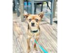 Adopt *Thunder GEM -- needs ACTIVE home a Border Terrier, Miniature Pinscher