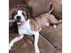 Adopt Gator a American Staffordshire Terrier