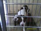 Adopt Duke a Mixed Breed