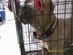 Adopt Waylon a Mixed Breed