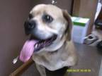 Adopt Oliver a Mixed Breed, Beagle