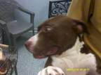 Adopt Max a Mixed Breed