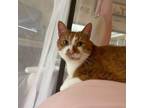 Adopt Loaf a Domestic Short Hair