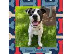 Adopt Bruce Almighty a Boxer, Australian Cattle Dog / Blue Heeler