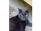 Adopt Tyrone a Domestic Short Hair